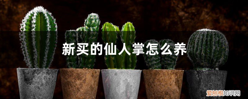 新买的仙人掌怎么养活 新买的仙人掌怎么养