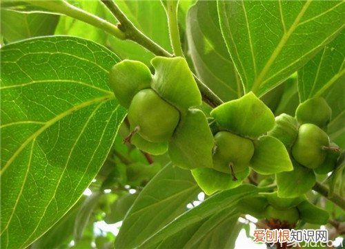 柿子叶怎么去斑有斑的朋友赶紧试试