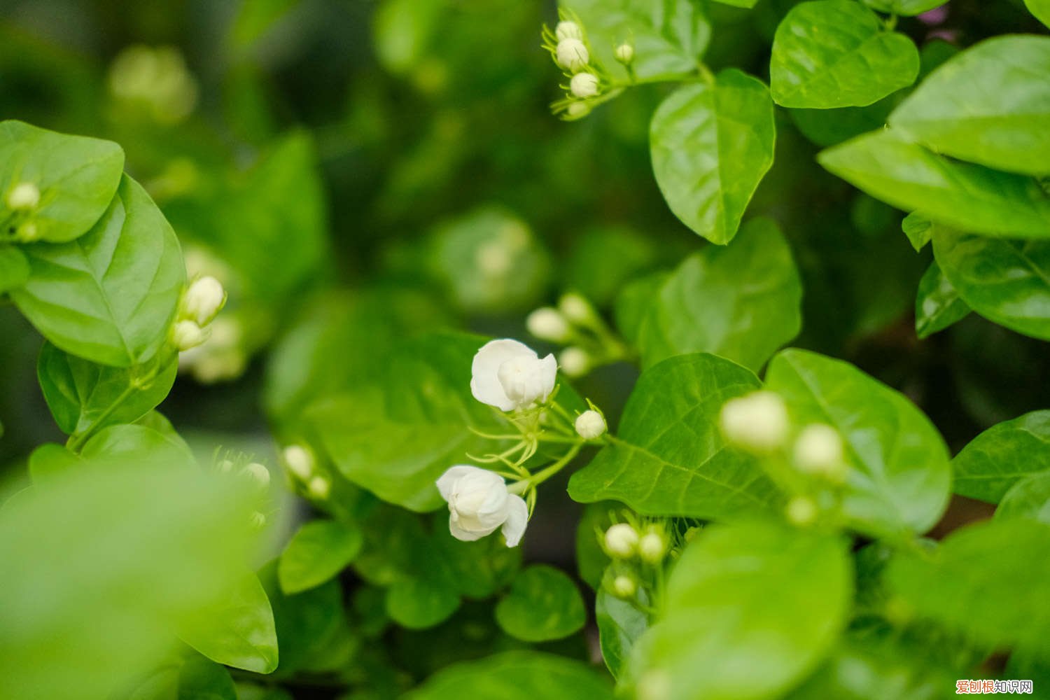 新买的茉莉花如何养 新买的茉莉花怎么养