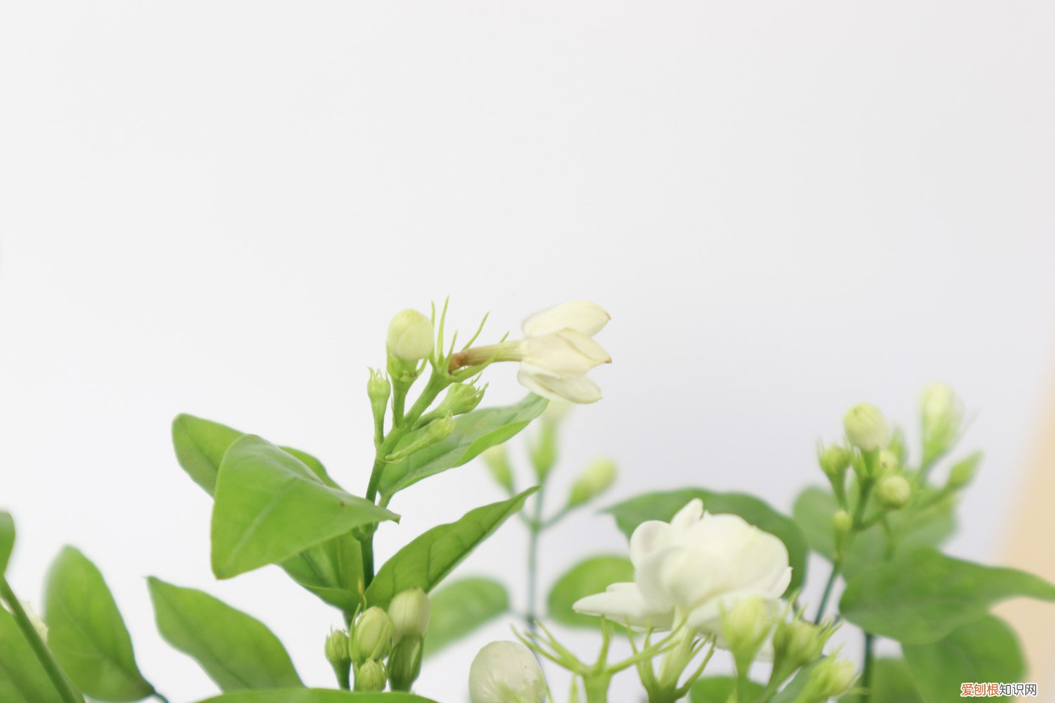 新买的茉莉花如何养 新买的茉莉花怎么养
