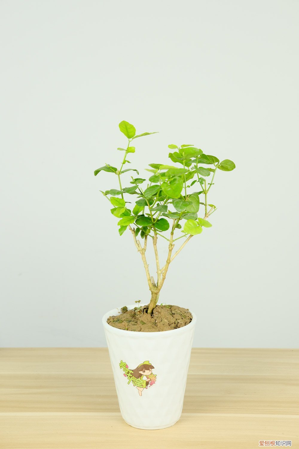 新买的茉莉花如何养 新买的茉莉花怎么养
