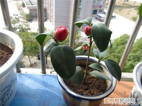 你所不知道的技巧!茶花可以扦插吗 ，茶花能不能扦插?