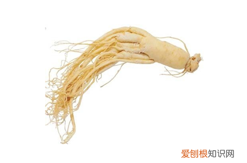 东洋参怎么吃东洋参的功效与作用