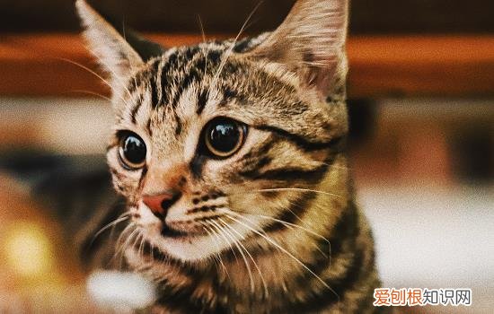 猫咪为什么喜欢六神花露水 六神花露水对猫咪有影响吗