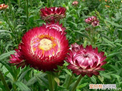 七彩菊泡茶 七彩菊的栽培方法