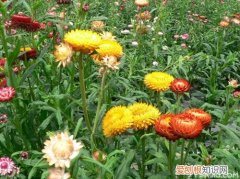 七彩菊泡茶 七彩菊的栽培方法