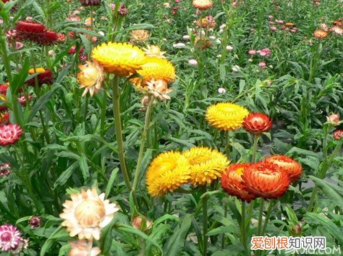 七彩菊泡茶 七彩菊的栽培方法