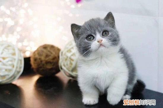 矮脚猫为什么那么贵 矮脚猫那么贵的原因