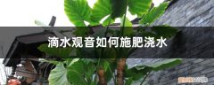 滴水观音多浇水还是少浇水 滴水观音如何施肥浇水，水肥施加过多怎么办