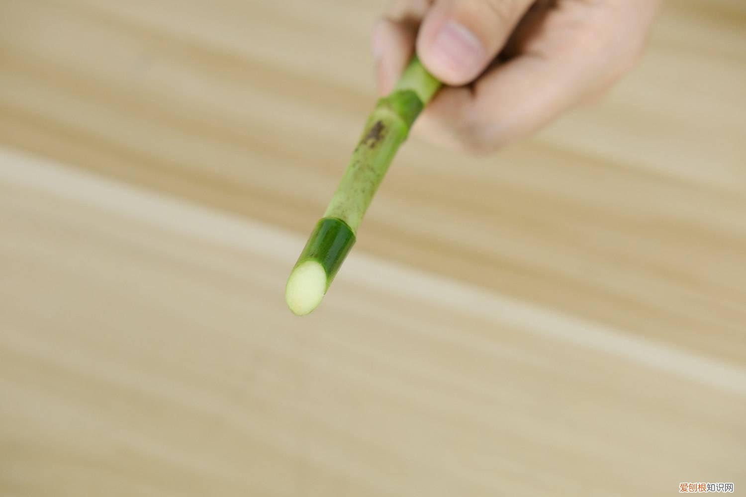 富贵竹冬天怎么养才能安全过冬? 富贵竹冬天怎么养不会死，富贵竹过冬技巧
