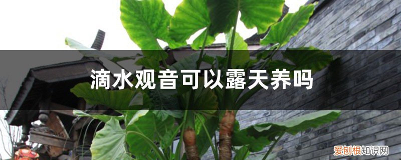 滴水观音适不适合在室内养 滴水观音可以露天养吗，滴水观音观赏性好吗