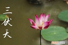 2023年三伏天是哪天开始