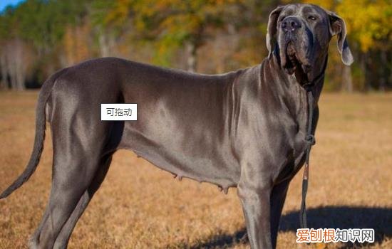 大丹犬和杜宾犬杂交品种 大丹犬和杜宾犬的区别
