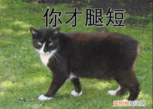 英国猫品种 英国猫的品种大全图片名字