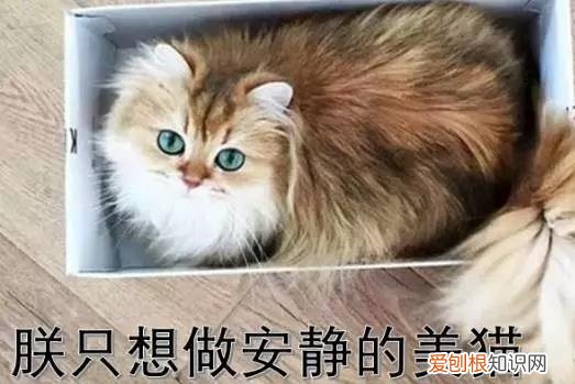 英国猫品种 英国猫的品种大全图片名字