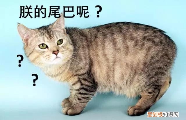 英国猫品种 英国猫的品种大全图片名字