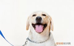 拉布拉多狗什么样 拉不拉多多犬的特点