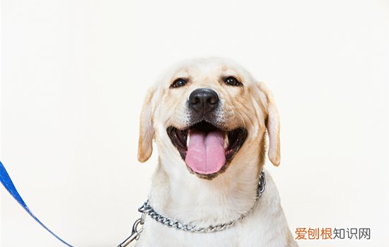拉布拉多狗什么样 拉不拉多多犬的特点