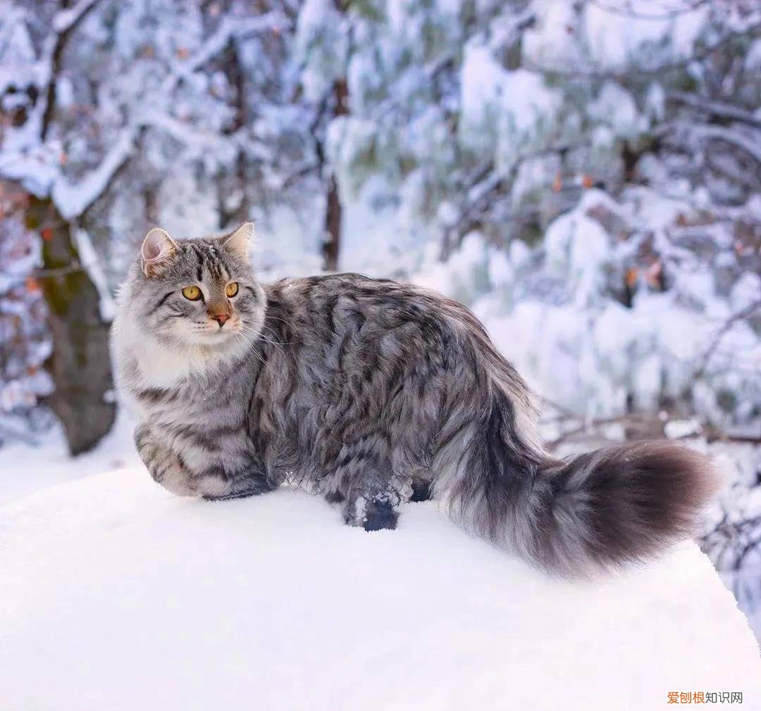 西伯利亚森林猫图片 简直是行走的鸡毛掸子