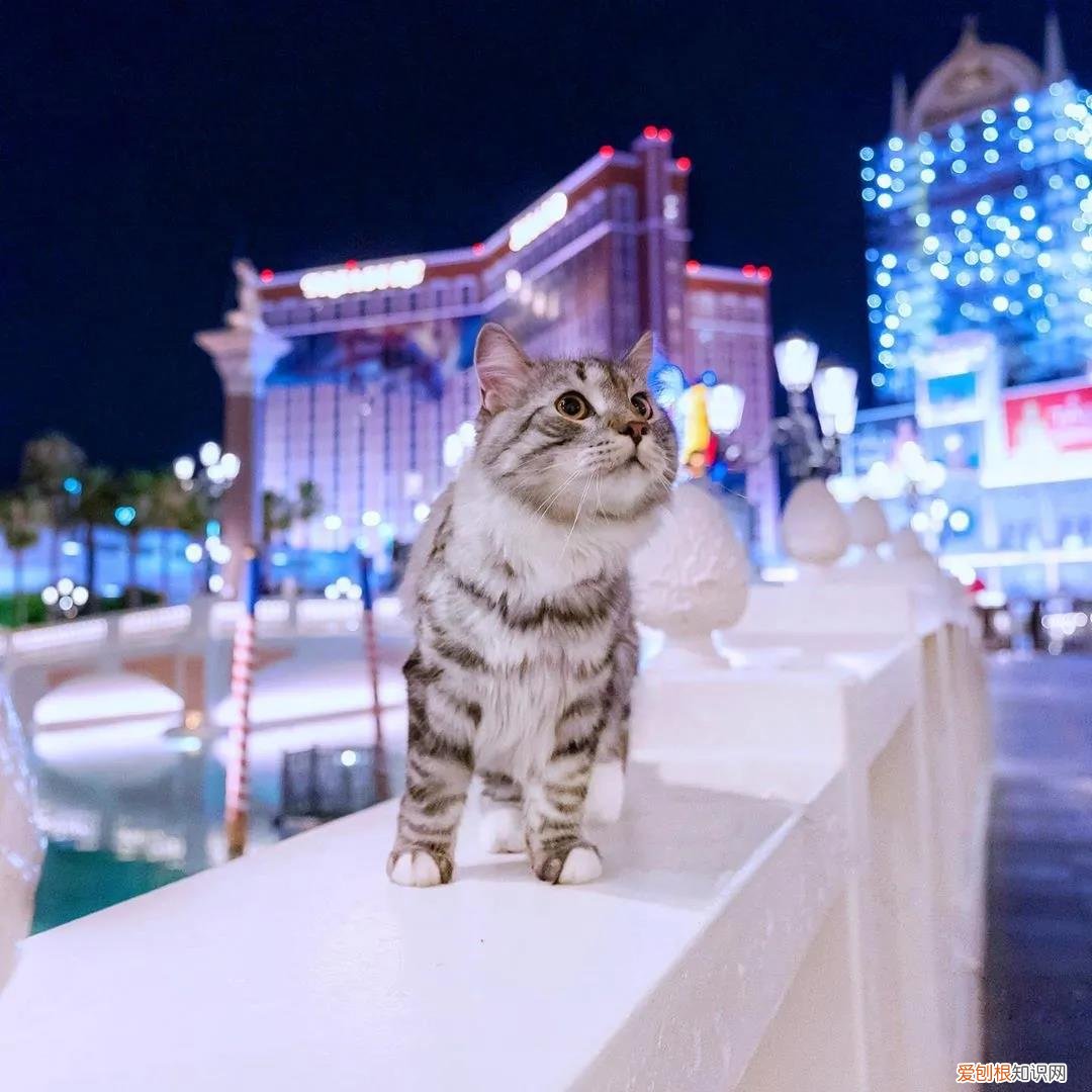 西伯利亚森林猫图片 简直是行走的鸡毛掸子