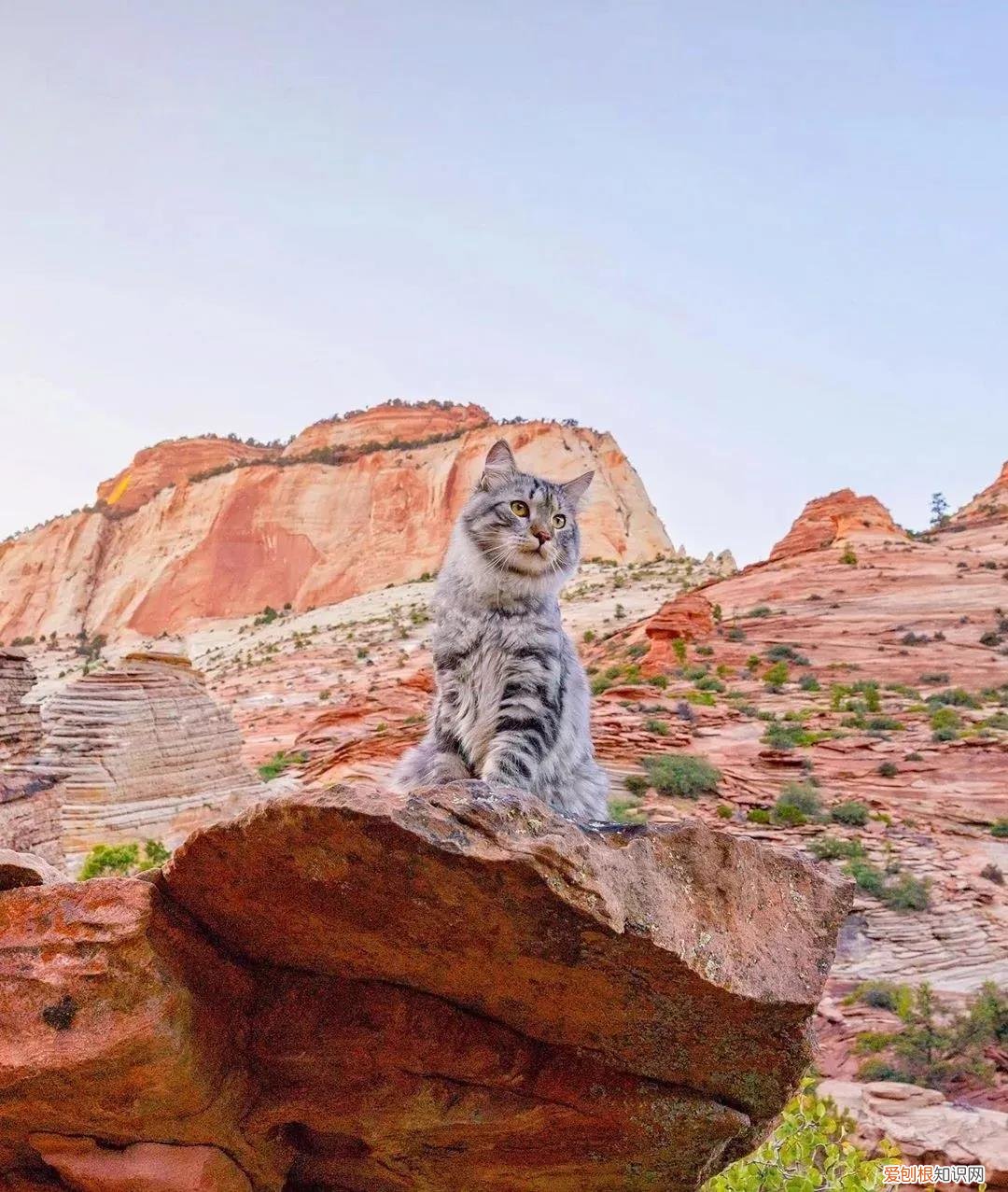 西伯利亚森林猫图片 简直是行走的鸡毛掸子