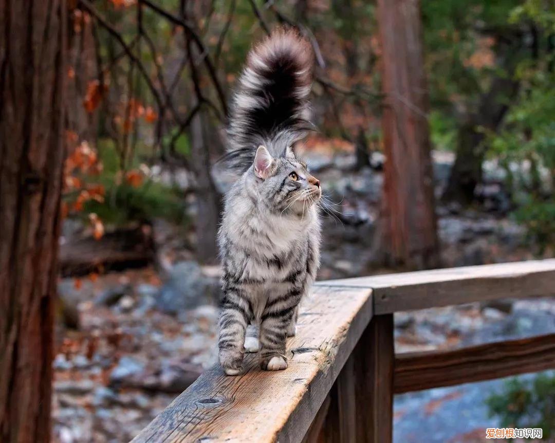 西伯利亚森林猫图片 简直是行走的鸡毛掸子