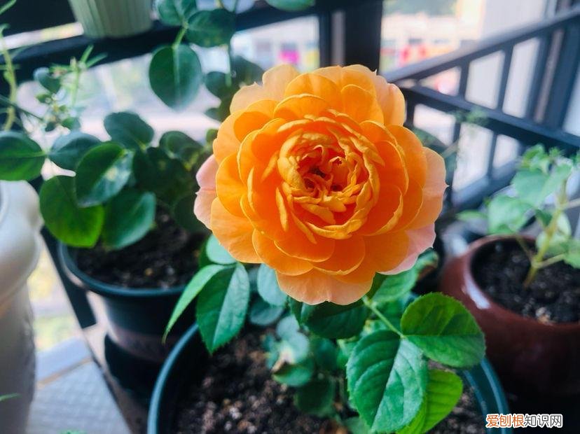 月季花开花谢了怎么处理，想让月季开完花后结满果？有几个技巧不得不知，试了都说管用