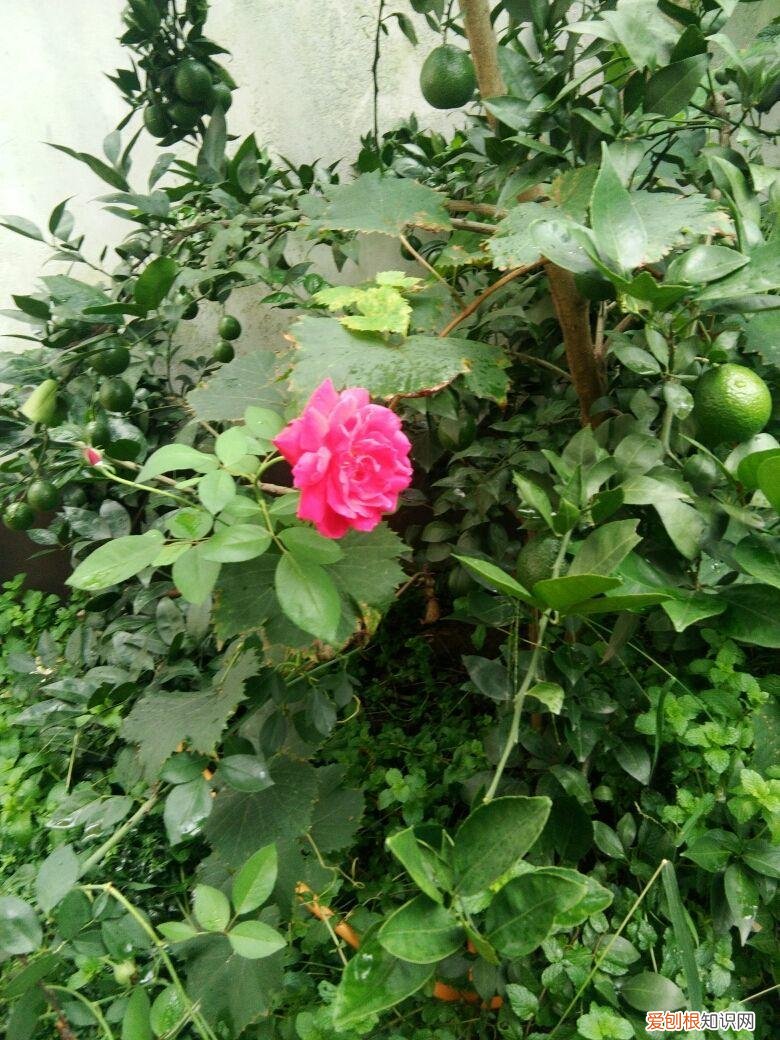月季花开花谢了怎么处理，想让月季开完花后结满果？有几个技巧不得不知，试了都说管用