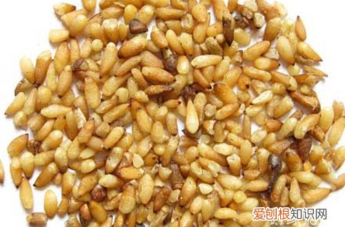 柏子仁的功效与作用教你怎么辨别真假柏子仁
