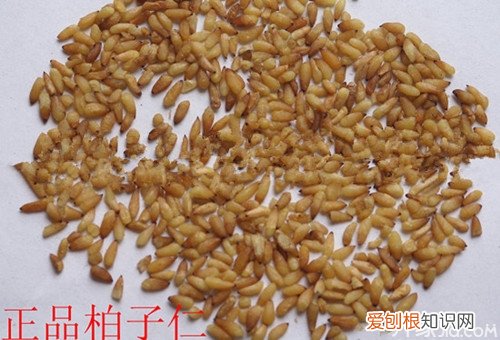 柏子仁的功效与作用教你怎么辨别真假柏子仁