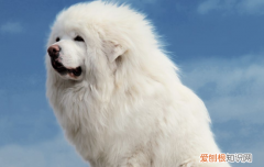 哪些属于烈性犬 烈性犬有哪些