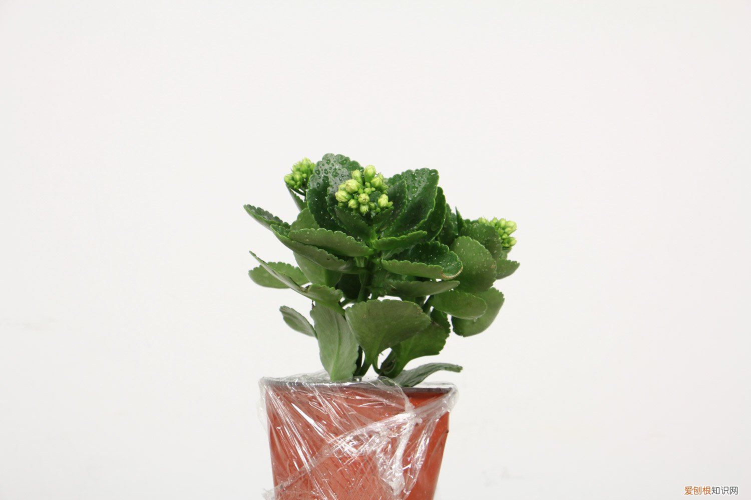 长寿花施肥方法,施肥过多的症状有哪些 长寿花施肥方法，施肥过多的症状
