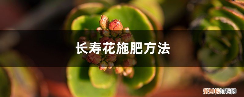 长寿花施肥方法,施肥过多的症状有哪些 长寿花施肥方法，施肥过多的症状