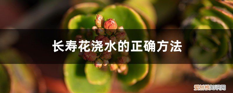 长寿花浇水浇多了怎么挽救 长寿花浇水的正确方法，浇水多了怎么办