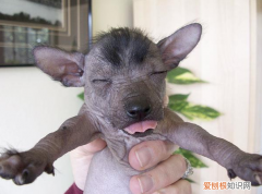 好丑的狗叫什么 很丑的狗狗叫什么