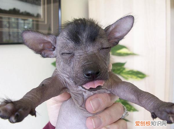 好丑的狗叫什么 很丑的狗狗叫什么