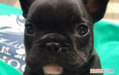 纯种虎斑犬怎么辨别 虎斑犬怎么看纯不纯