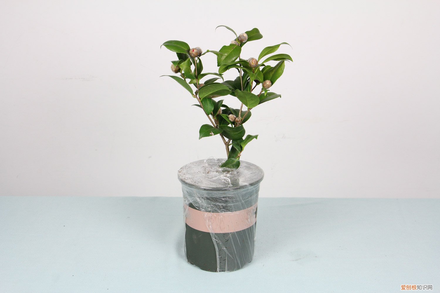 山茶花是怎样繁殖的 山茶花怎么繁殖，繁殖后代的方法