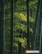 竹子有什么独特的魂，青青的竹林还有什么的竹林