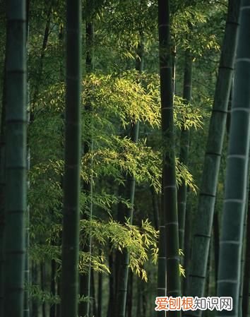 竹子有什么独特的魂，青青的竹林还有什么的竹林