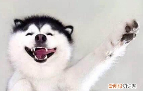 多哥的后代是什么犬种 多哥是什么品种的狗