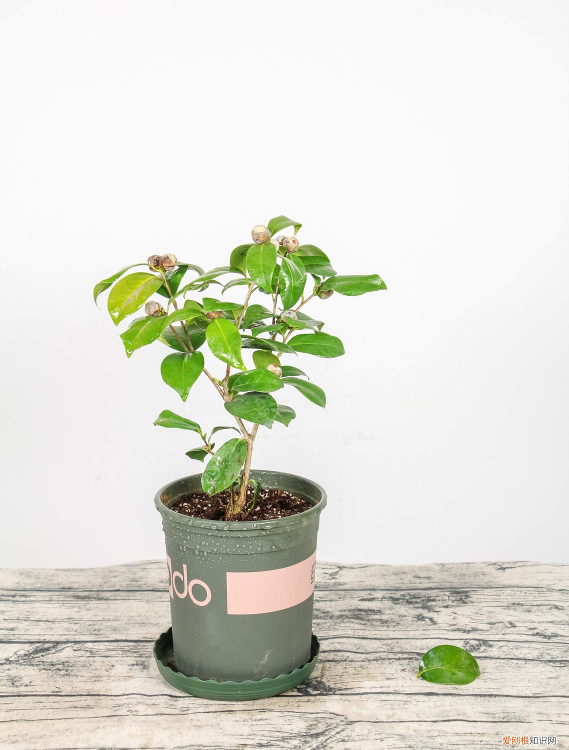 盆栽山茶花怎么修剪,什么时候修剪比较好 盆栽山茶花怎么修剪，什么时候修剪