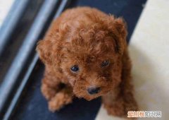 茶杯贵宾犬多少钱一只 茶杯贵宾犬的价格
