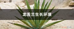 龙舌兰发芽温度 龙舌兰生长环境，龙舌兰怎么可以快速生长