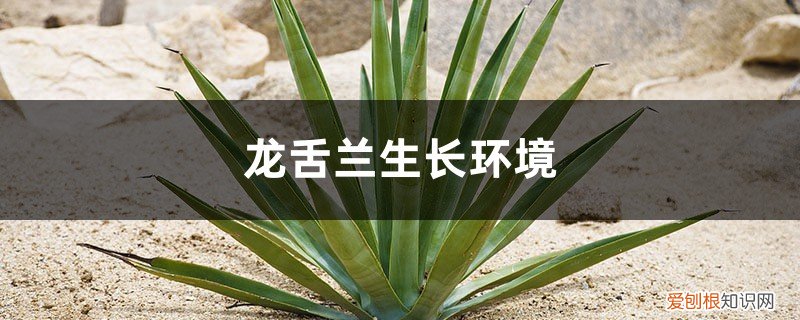 龙舌兰发芽温度 龙舌兰生长环境，龙舌兰怎么可以快速生长