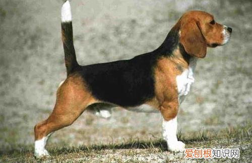 米格鲁猎兔犬性格 米格鲁猎兔犬性格怎样
