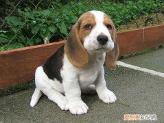 米格鲁猎兔犬的特点 米格鲁猎兔犬有什么特点