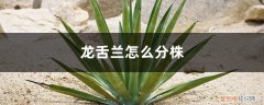 龙舌兰叶子 龙舌兰怎么分株，龙舌兰图片