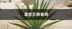 龙舌兰能过冬吗 龙舌兰耐寒吗，耐阴吗