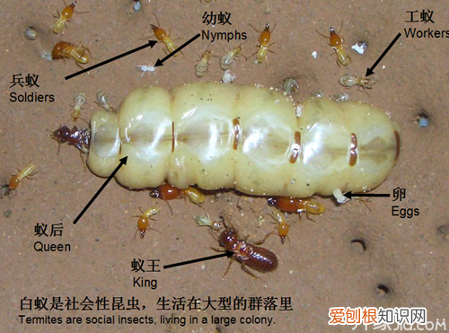 白蚁的危害“千里之堤，溃于蚁穴”